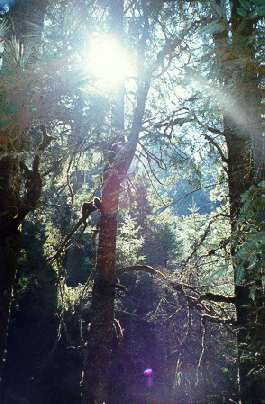 photo sous bois