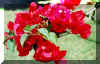 bougainvillier.jpg (22299 bytes)