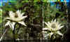 floresbosque.jpg (25724 bytes)