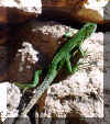 lagarto.jpg (19109 bytes)
