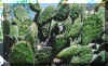 nopales.jpg (21863 bytes)